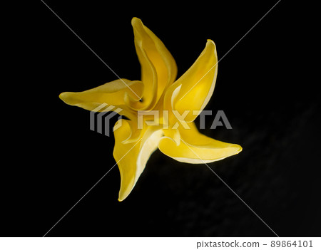 Delicate flower on black background. View above. Delicate flower on black background. View above. 89864101