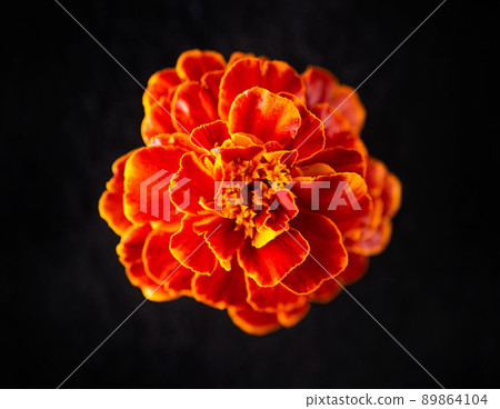 One flower on black background. Macro shoot. One flower on black background. Macro shoot. 89864104
