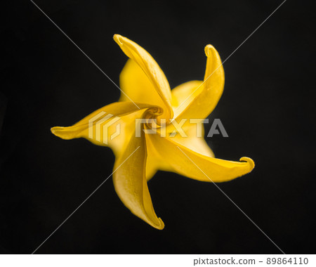 One flower on a black background. Macro photo. 89864110