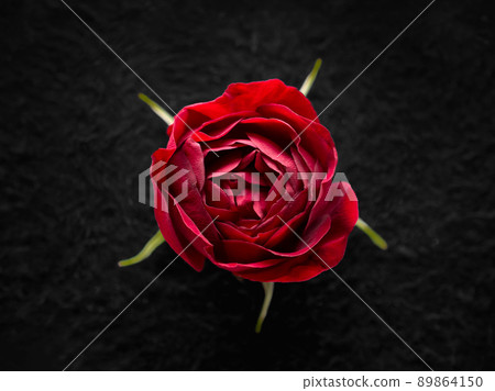 One flower on a black background. Closeup. Nature. 89864150