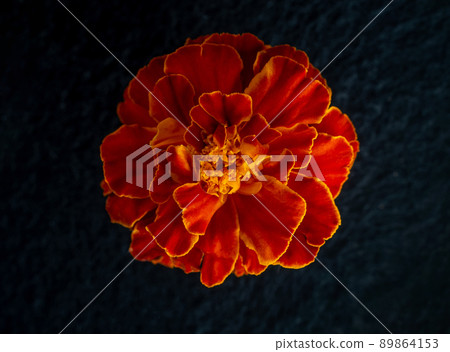 Beautiful flower on black background. Photo from above. 89864153