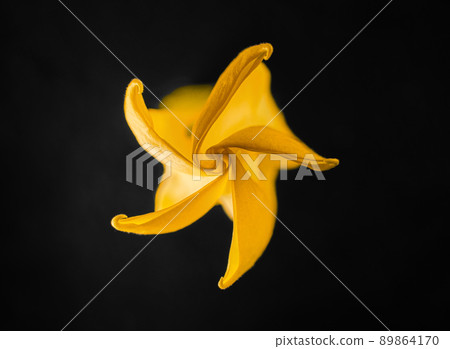 Beautiful flower on a black background. Decorative flowers. 89864170