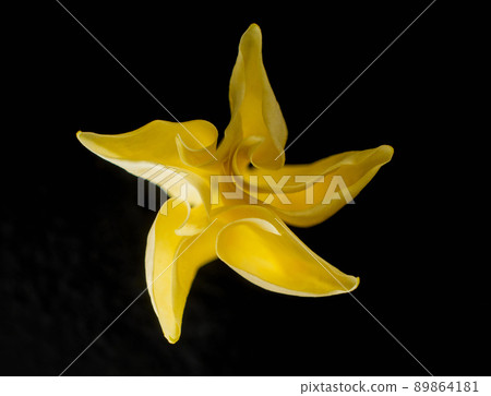 Top view of a flower on black background. Selective focus. Top view of a flower on black background. Selective focus. 89864181