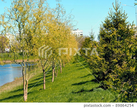Alley of young willows and pines near the pond in the park. Spring. Alley of young willows and pines near the pond in the park. Spring. 89864254