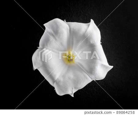 One flower on black background. Macro shoot. 89864258