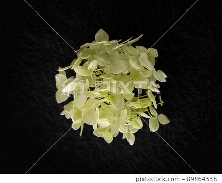 Studio shot of flower on black background. Closeup. Studio shot of flower on black background. Closeup. 89864338