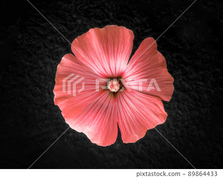 Beautiful flower on black background. Studio shot. 89864433