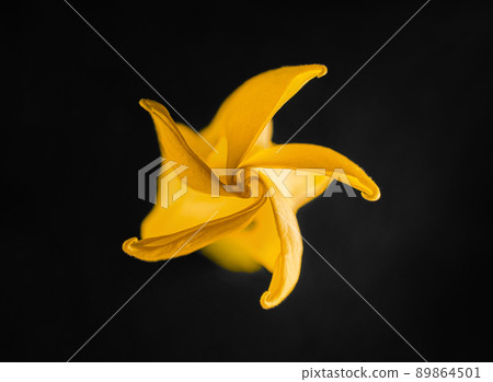 Studio shot of flower on black background. Decorative flowers. 89864501