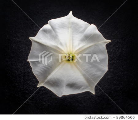 Beautiful flower on black background. On black background. 89864506