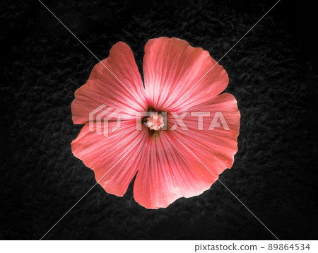 One flower on black background. Studio shot. 89864534