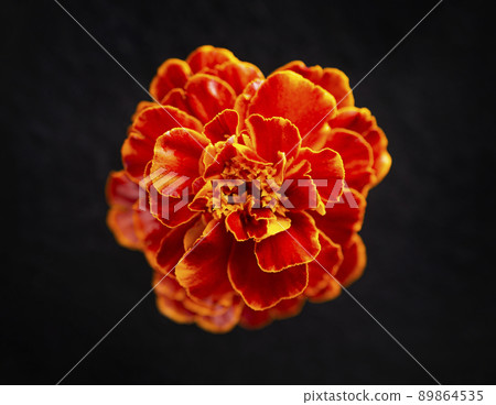 Top view of a flower on black background. Bright and beautiful flower. 89864535