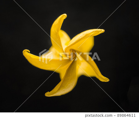 One flower on black background. For design. Nature. 89864611