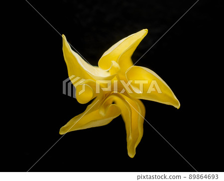 One flower on black background. Decorative flowers. 89864693