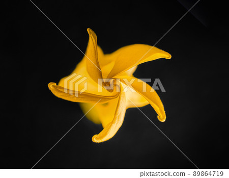 Delicate flower on black background. Flat lay, top view. Delicate flower on black background. Flat lay, top view. 89864719