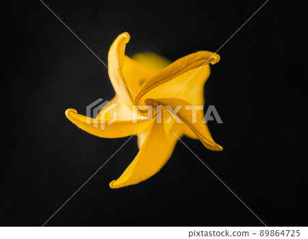 Top view of a flower on a black background. Bright and beautiful flower. Top view of a flower on a black background. Bright and beautiful flower. 89864725