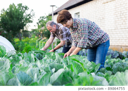 man and woman farmers grow cabbage in vegetable garden in village man and woman farmers grow cabbage in vegetable garden in village 89864755