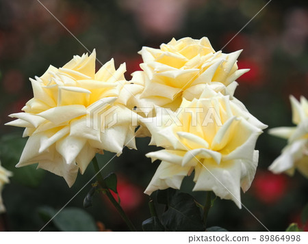 Rose "Burnaby" Rose "Burnaby" 89864998