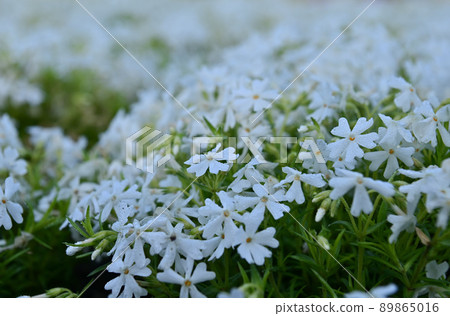 [Yamanashi] At the Fuji Motosuko Resort's Fuji Shibazakura Festival, some of the pink turf cherry blossoms were white. 89865016