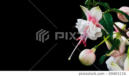Close up of gentle pink fuchsie flower against black background. Copy space Close up of gentle pink fuchsie flower against black background. Copy space 89865216