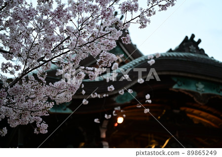 The main shrine and the cherry blossoms in full bloom 89865249