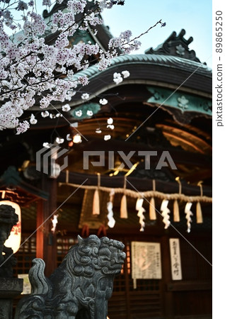 正殿、櫻花盛開、看門狗 89865250