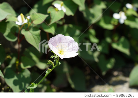 月見草桐 月見草桐 89865263