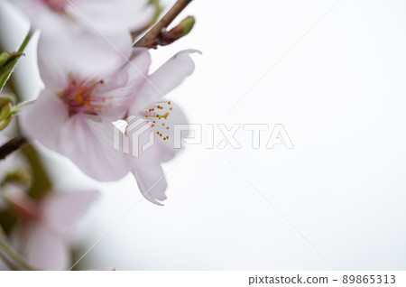 Cherry blossoms spring scenery 89865313