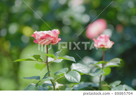 Pretty pink rose flower Yono Park May Pretty pink rose flower Yono Park May 89865704