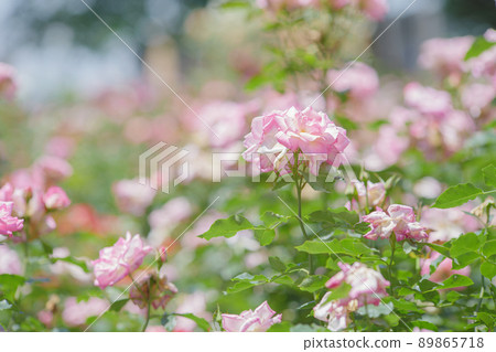 Pretty pink rose flower Yono Park May Pretty pink rose flower Yono Park May 89865718