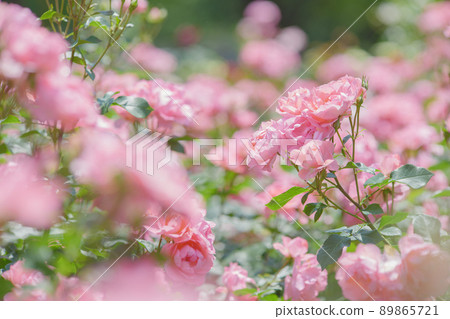 Pretty pink rose flower Yono Park May 89865721