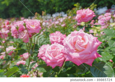 Pretty pink rose flower Yono Park May 89865724