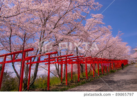和歌山縣橋本市千本鳥居盛開的丸高稻荷神社 和歌山縣橋本市千本鳥居盛開的丸高稻荷神社 89865797