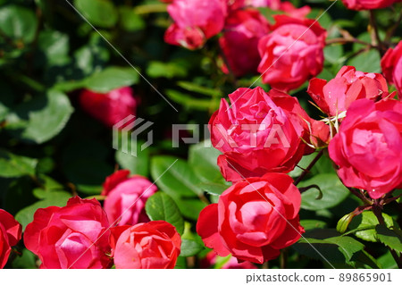 花園玫瑰 89865901