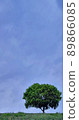 藍天和一棵常設樹 89866085