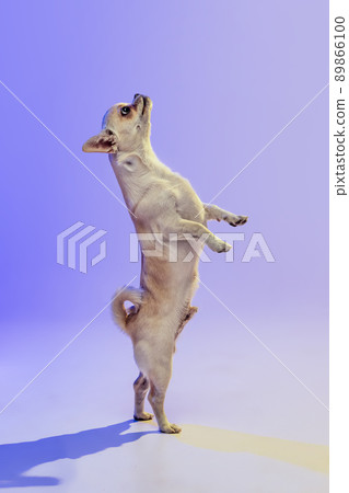 Portrait of little chihuahua dog standing on hind legs, posing isolated over purple studio background in neon light. Looking upwards 89866100