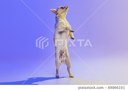 Portrait of little chihuahua dog standing on hind legs, posing isolated over purple studio background in neon light. Following command Portrait of little chihuahua dog standing on hind legs, posing isolated over purple studio background in neon light. Following command 89866101