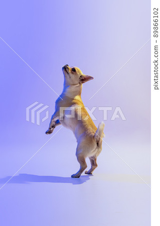 Portrait of little chihuahua dog standing on hind legs, posing isolated over purple studio background in neon light. Dancing Portrait of little chihuahua dog standing on hind legs, posing isolated over purple studio background in neon light. Dancing 89866102