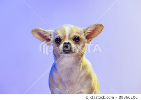 Closeup. Studio shot of little golden color chihuahua isolated on purple studio background in neon light. 89866106
