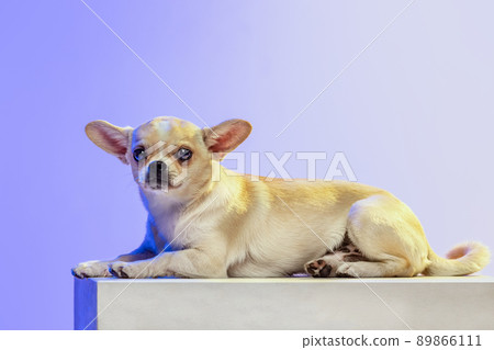 Portrait of small cute chihuahua dog lying, calmly posing isolated over purple studio background in neon light 89866111