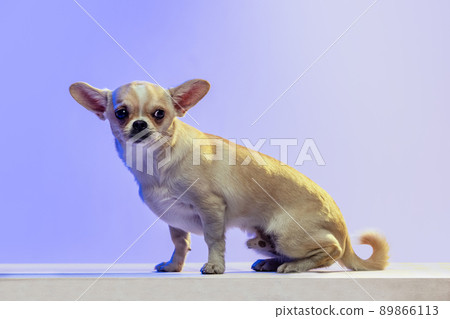 Portrait of cute chihuahua dog sitting, attentively looking, posing isolated over purple studio background in neon light. 89866113