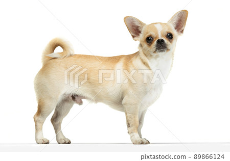 Portrait of cute chihuahua dog standing, attentively looking, posing isolated over white studio background. Pet friend 89866124