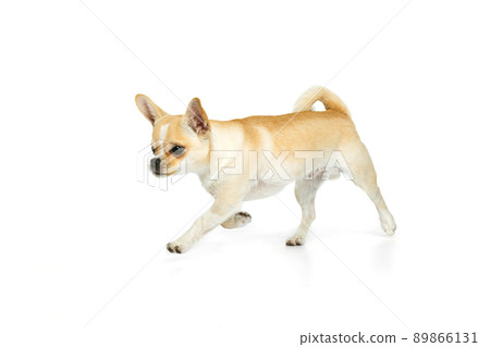 Studio shot of cute small chihuhua dog walking around, posing in motion isolated over white background 89866131