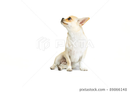 Portrait of cute small chihuahua dog calmly sitting, looking away, posing isolated over white studio background 89866148