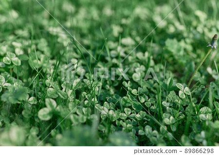 Fresh green leaves of clover grass and micro clover for lawn in the rays of summer sunlight, landscape design of a modern land plot Fresh green leaves of clover grass and micro clover for lawn in the rays of summer sunlight, landscape design of a modern land plot 89866298