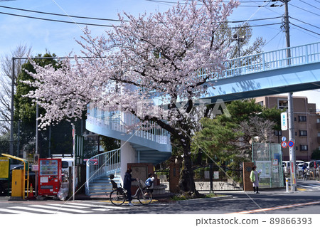 世田谷笹原小學旁的人行天橋和櫻花 89866393