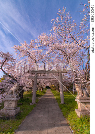 和歌山縣和歌山市文森神社府中的櫻花 和歌山縣和歌山市文森神社府中的櫻花 89866543