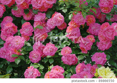 Pretty pink rose flower Yono Park May 89866550