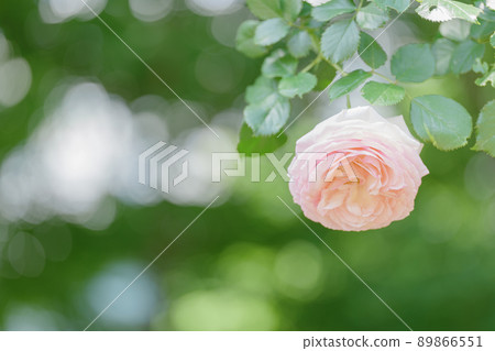 Pretty pink rose flower Yono Park May Pretty pink rose flower Yono Park May 89866551