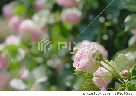 Pretty pink rose flower Yono Park May Pretty pink rose flower Yono Park May 89866552