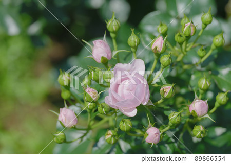 Pretty pink rose flower Yono Park May Pretty pink rose flower Yono Park May 89866554
